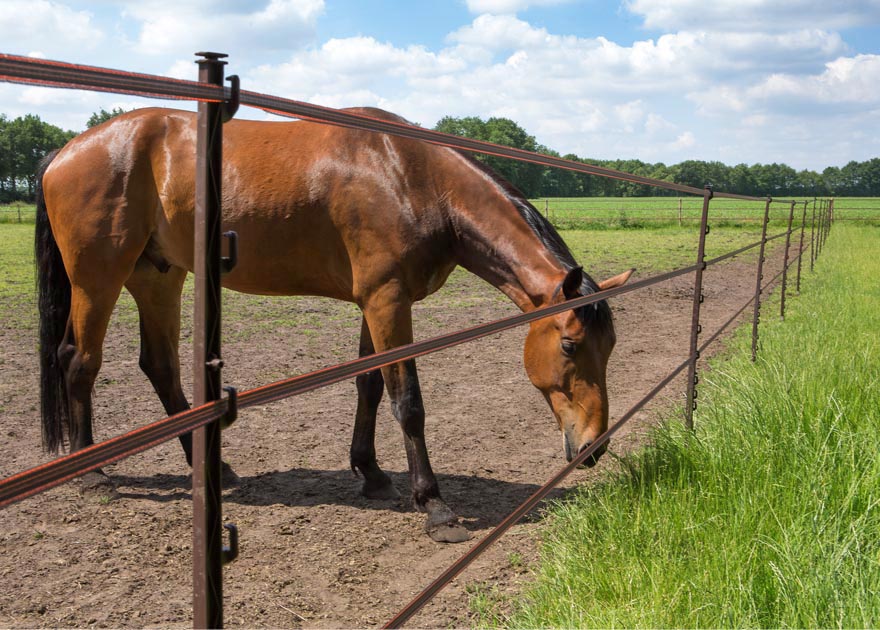 eenzaam Kanon saai Paardenshop : alles voor paarden en ruiters | VBK Afrasteringen