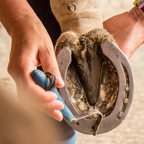 paardenhoeven verzorgen teaser