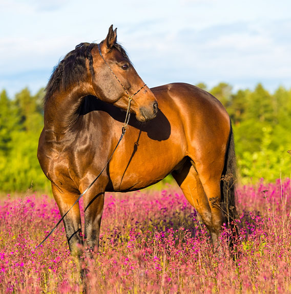 zonnesteek bij paarden