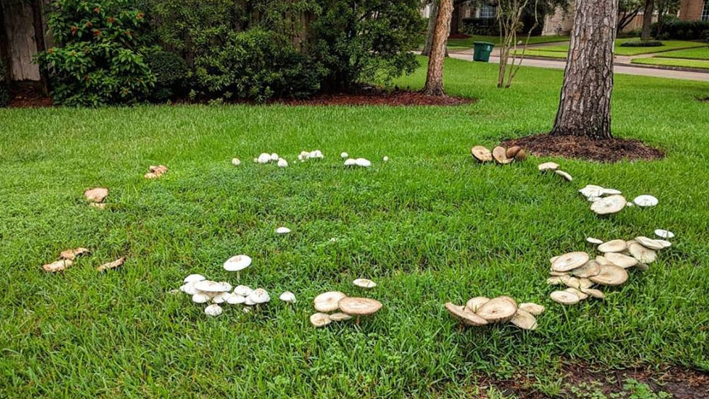 paddenstoelen in gazon