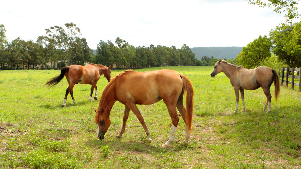 eikels paard giftig