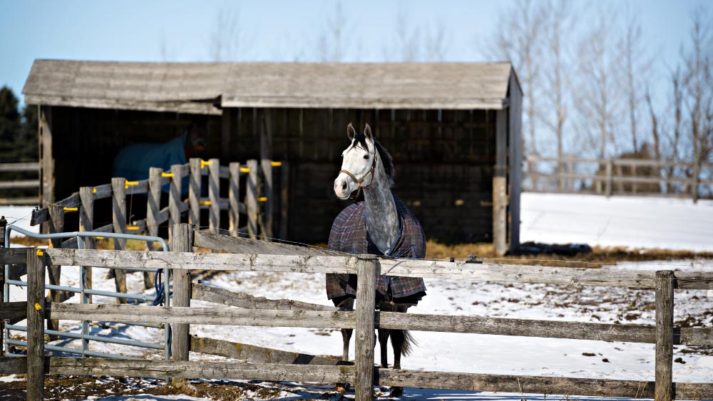 paarden in de winter