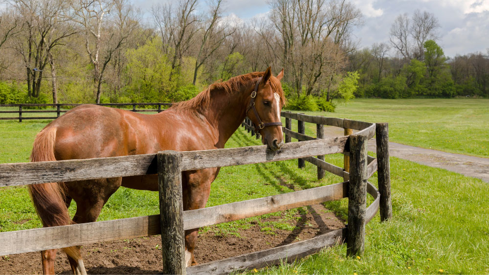 weideafsluiting voor paarden