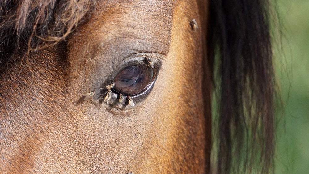 vliegenbescherming voor paarden