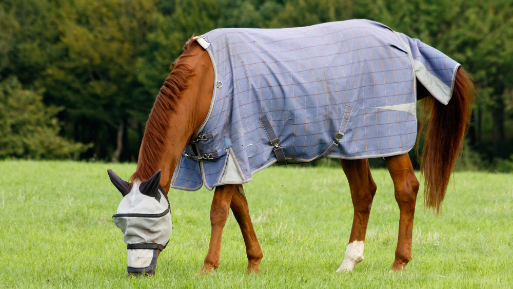 vliegenbescherming voor paarden