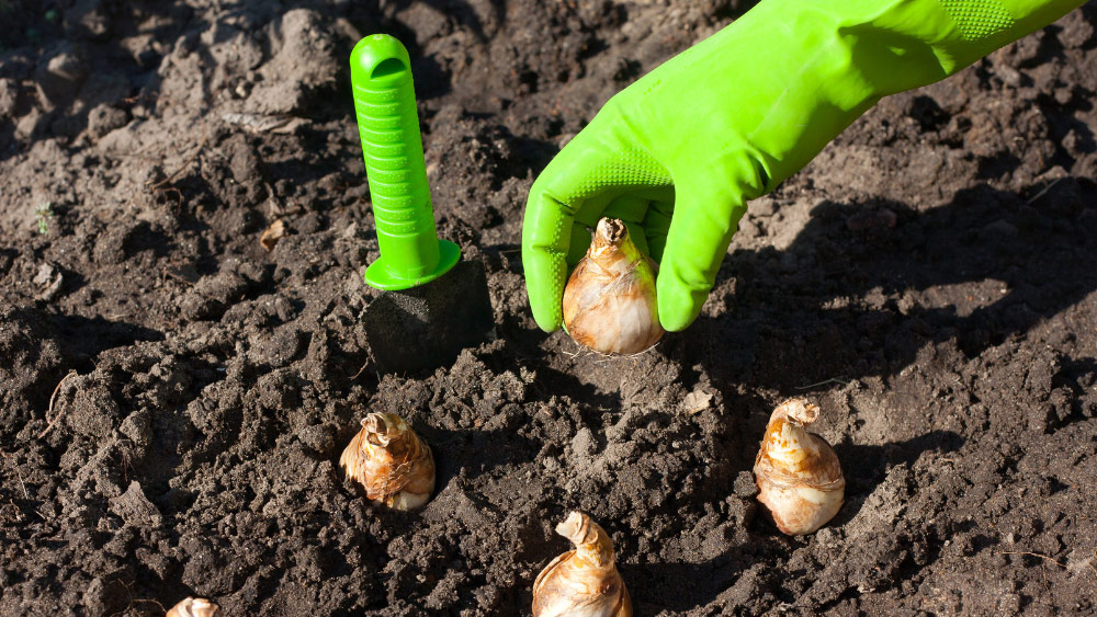 planten van bloembollen